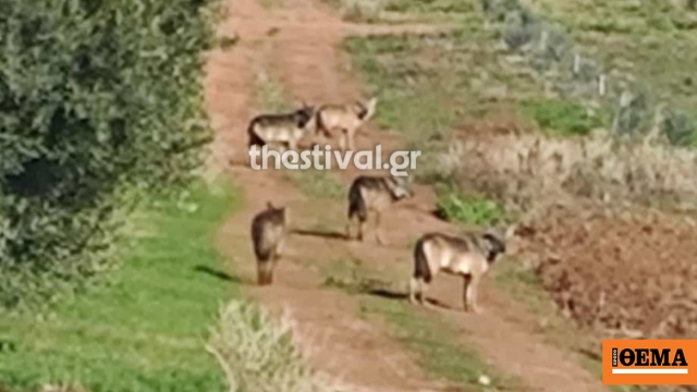 Αγέλη λύκων πλησιάζει χωριό της Χαλκιδικής