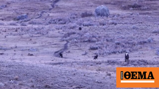 Άνδρας καταγράφηκε σε βίντεο να πλησιάζει και να προκαλεί αγέλη λύκων στο πάρκο Γέλοουστοουν