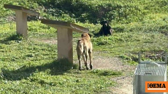 Άργος: Άγρια επίθεση αδέσποτων σκυλιών σε 17χρονη
