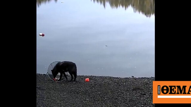 Μια λύκαινα ανεβάζει από τον βυθό μια παγίδα για κάβουρες για να τραφεί