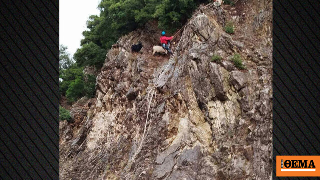 Κατσίκες διασώθηκαν στην Ευρυτανία με τη συνδρομή διασωστών και πυροσβεστών