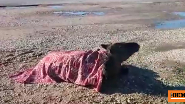 Άλογο τραυματίστηκε μετά από τροχαίο στη Στράτο