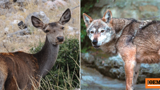 Αλλάζει ο σχεδιασμός για την Πάρνηθα