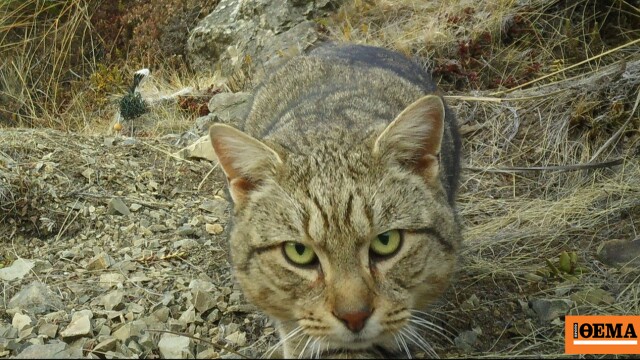 Η Νέα Ζηλανδία θα εξοντώσει όλες τις αδέσποτες άγριες γάτες ως το 2050