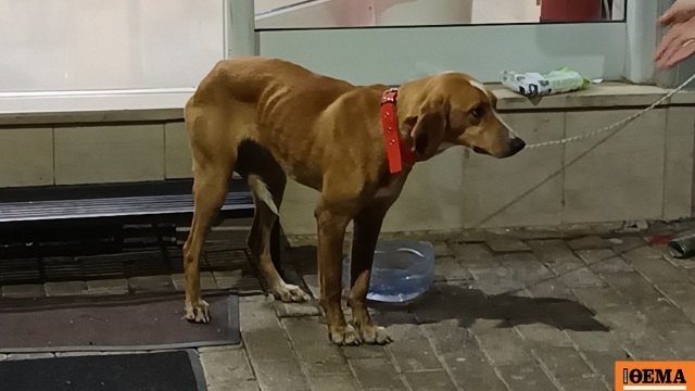 Έβαλαν σκύλο σε τσουβάλι και τον πέταξαν σε κάδο σκουπιδιών