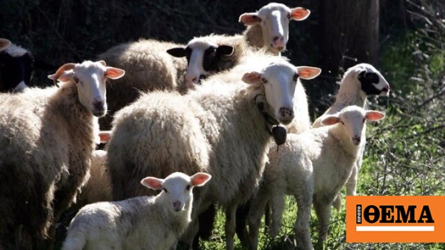 Εντοπίστηκαν άλλα οκτώ κρούσματα αφθώδους πυρετού στη Λέσβο