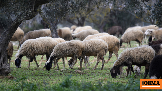 Οριστικό τέλος στη «τεχνική λύση» – Με τα τιμολόγια για γάλα, κρέας και ζωοτροφές θα πιστοποιείται ο αριθμός των ζώων κάθε μονάδας