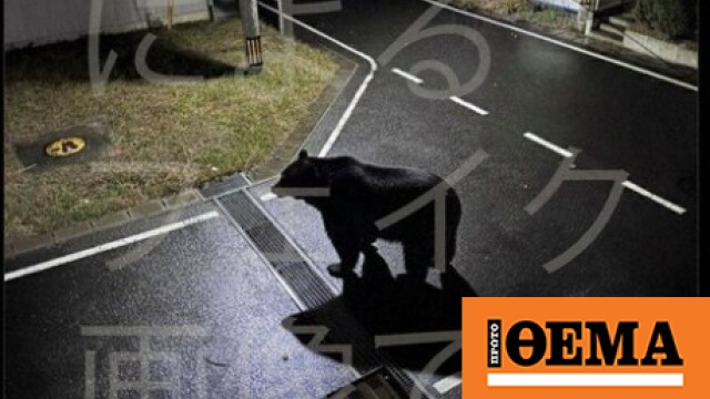 Ιαπωνική πόλη απέσυρε ανάρτηση για εμφάνιση αρκούδας λόγω εικόνας που είχε δημιουργηθεί μέσω ΑΙ