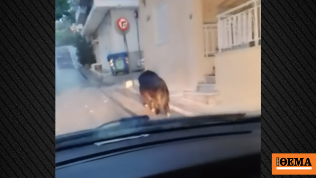 Αγριογούρουνο έκανε βόλτες σε δρόμο στο Περιστέρι