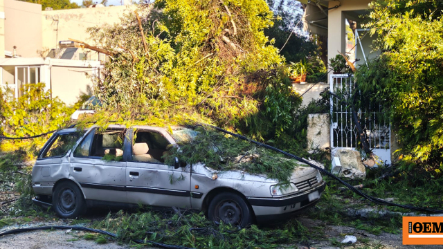 Έπεσαν δέντρα από το μπουρίνι στην Κηφισιά
