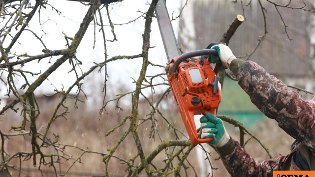 Νεκρός 79χρονος που καταπλακώθηκε από δέντρο στην προσπάθειά του να κόψει ξύλα