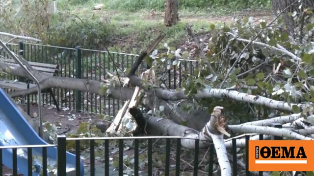 Δέντρο έπεσε σε παιδική χαρά στο Χαϊδάρι, δείτε βίντεο