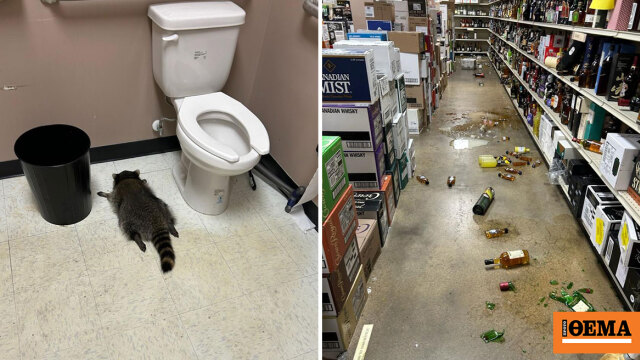 Ρακούν μπήκε σε κάβα στη Βιρτζίνια, ήπιε ποτά και λιποθύμησε, δείτε φωτογραφίες