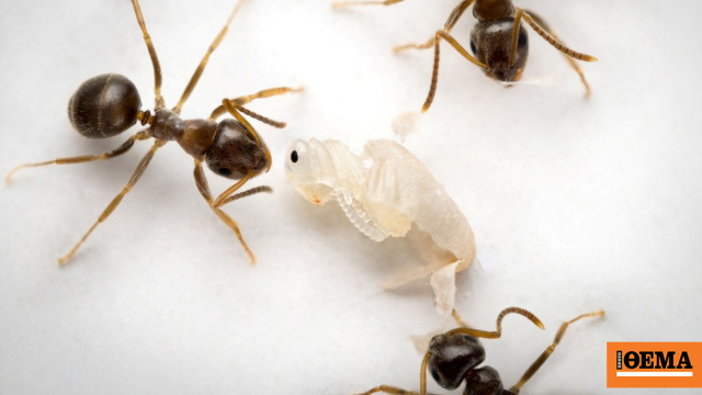 Τα νεαρά μυρμήγκια παρακαλάνε να τα σκοτώσουν όταν είναι άρρωστα