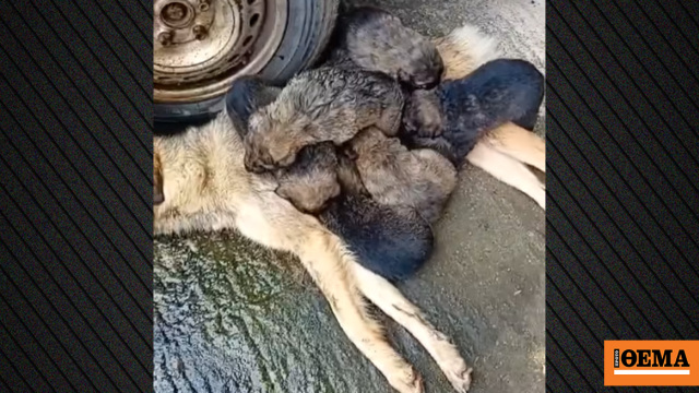 Αδέσποτη σκυλίτσα θηλάζει τα κουτάβια της ενώ ξεψυχά