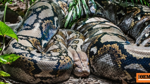 Τα ανακόντα ήταν οι ίδιοι γίγαντες και πριν 12 εκατ. χρόνια, νέα μελέτη προκάλεσε έκπληξη στους επιστήμονες