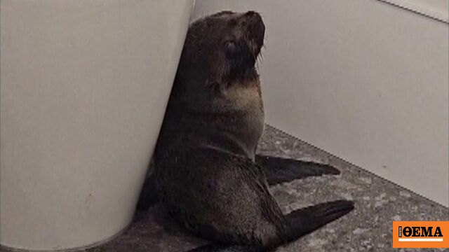 Μωρό φώκια «εισέβαλε» σε μπαρ στη Νέα Ζηλανδία και έγινε viral