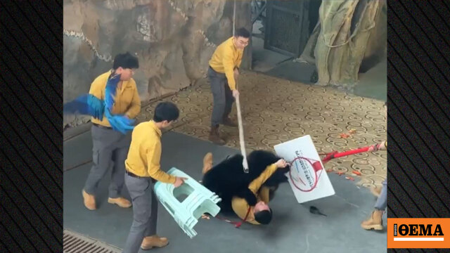 Αρκούδα επιτέθηκε στον εκπαιδευτή της κατά τη διάρκεια παράστασης σε ζωολογικό κήπο στην Κίνα, δείτε βίντεο