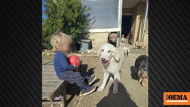 «Το πίτμπουλ τρόμαξε από πυροβολισμούς κυνηγών και κατασπάραξε τον Λίο» λέει η μητέρα του δίχρονου