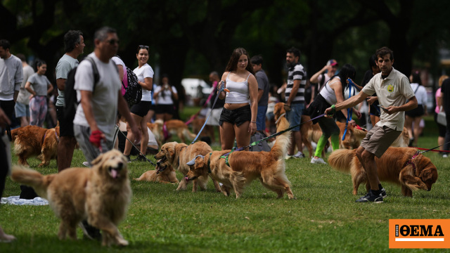 Χιλιάδες γκόλντεν ριτρίβερ σε πάρκο για να καταρρίψουν το παγκόσμιο ρεκόρ, δείτε βίντεο