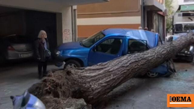 Πτώση δέντρου στη Θεσσαλονίκη προκάλεσε ζημιές σε σταθμευμένα αυτοκίνητα, δείτε βίντεο