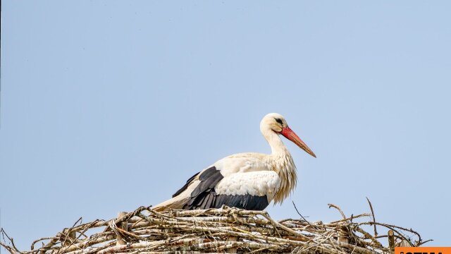 Εκατοντάδες νεκροί πελαργοί στη Μαδρίτη, έρευνες για γρίπη των πτηνών