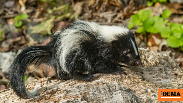 Πέθανε από λύσσα μετά από μεταμόσχευση νεφρού, ο δωρητής την κόλλησε προστατεύοντας ένα γατάκι