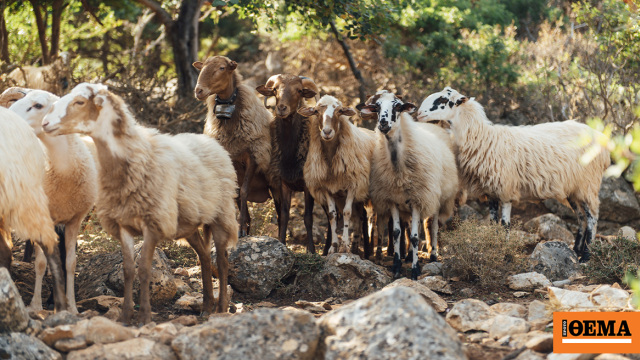 Αμφισβητείται η ύπαρξη της «σπάνιας φυλής αιγοπροβάτων Ρουμλουκίου», τι καταγγέλλει καθηγητής κτηνιατρικής και ο παράγοντας επιδοτήσεις