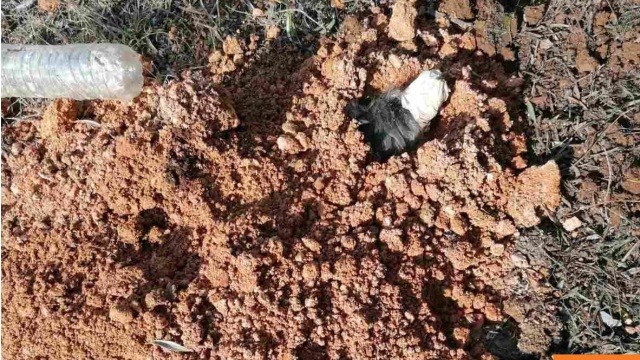 Το μήνυμα της ΕΛΑΣ για τις ανατριχιαστικές φωτογραφίες του σκύλου που έθαψε ζωντανός 90χρονος