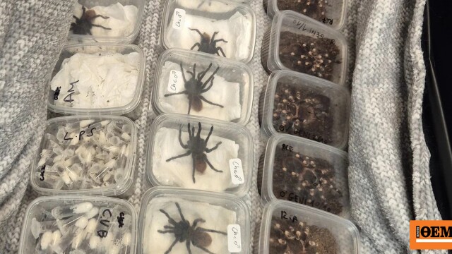 Η βρετανική αστυνομία βρήκε 2.000 ταραντούλες σε ένα αυτοκίνητο