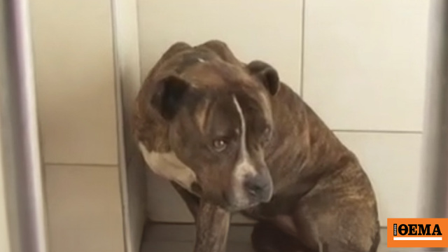 Τι λένε στο ΔΙΚΕΠΑΖ για το πίτμπουλ που σκότωσε τον 2χρονο στη Ζάκυνθο, 30 αιτήματα υιοθεσίας