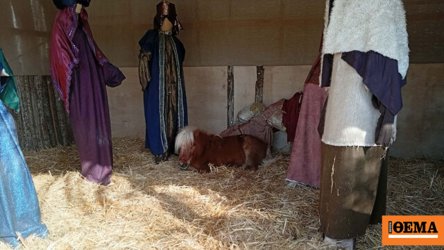 Αντιδράσεις από φιλόζωους για το ζωντανό αλογάκι στη φάτνη του Βόλου, «νούμερα που ζουν στον κόσμο τους» απαντά ο Μπέος