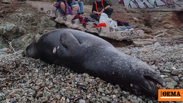 Κτηνωδία στο Μαύρο Λιθάρι, βρέθηκε νεκρή φώκια από πυροβολισμούς