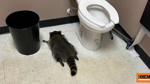 Ύποπτο για σειρά διαρρήξεων το ρακούν που μέθυσε και λιποθύμησε σε κάβα στη Βιρτζίνια