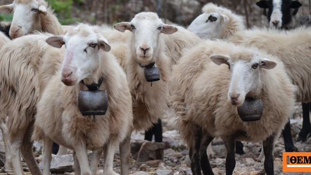 Οικονομική στήριξη 187 εκατ. ευρώ σε κτηνοτρόφους που έχουν πληγεί από την ευλογιά μέχρι τέλος του 2026