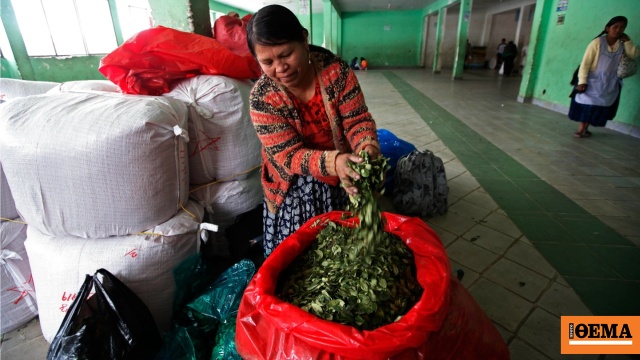 Η επιφάνεια των καλλιεργειών κόκας στη Βολιβία αυξήθηκε κατά 10% το 2024