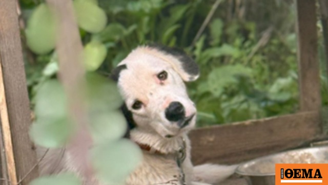 Σκύλοι δεμένοι χωρίς νερό και τροφή