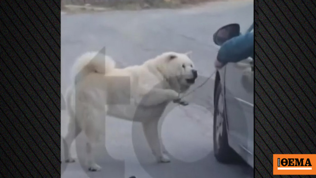 Τον πάω βόλτα, είπε ο 67χρονος που οδηγούσε και είχε τον σκύλο να τρέχει δίπλα στο ΙΧ κρατώντας τον από το λουρί Τον πάω βόλτα, είπε ο 67χρονος που οδηγούσε και είχε τον σκύλο να τρέχει δίπλα στο ΙΧ κρατώντας τον από το λουρί