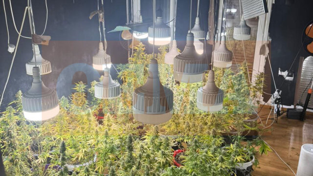 Σύλληψη δύο Αιγυπτίων στην Καλλιθέα που καλλιεργούσαν κάνναβη