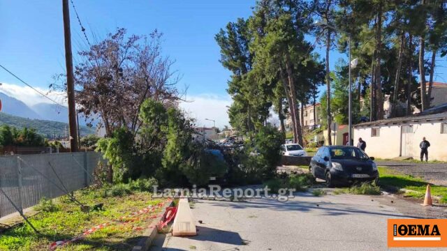 Πτώσεις δέντρων στη Λαμία από τους ισχυρούς ανέμους, δείτε βίντεο