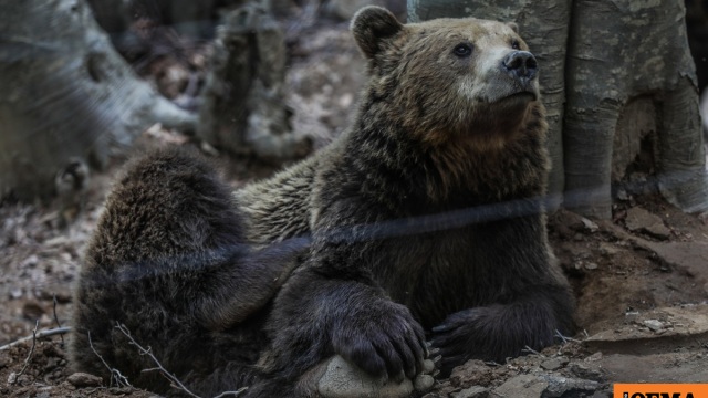 Έπεσαν σε χειμέριο λήθαργο οι αρκούδες του Αρκτούρου