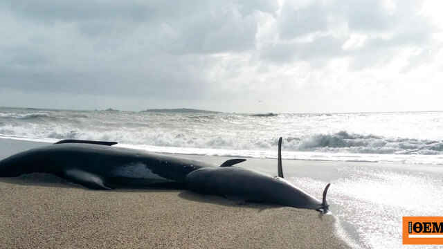 Φάλαινες πιλότοι ξεβράστηκαν νεκρές σε απομακρυσμένη παραλία της Νέας Ζηλανδίας, δείτε βίντεο