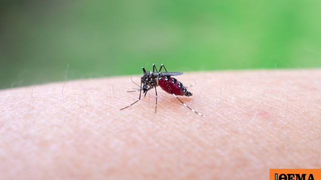 https://www.protothema.gr/images/640x360share/jpg/files/2026-01-10/aedes_aegypti.jpg