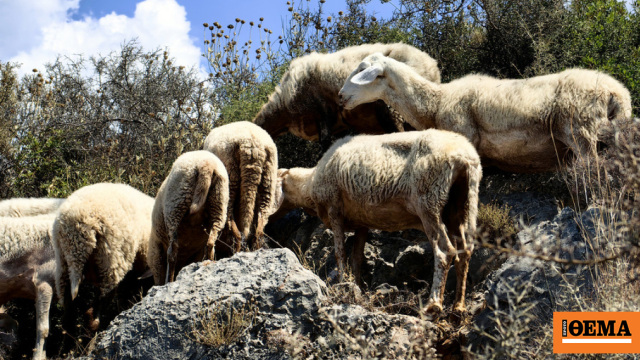 Τι λένε οι γονείς και φίλοι του κτηνοτρόφου που αυτοκτόνησε μετά τη θανάτωση των ζώων του