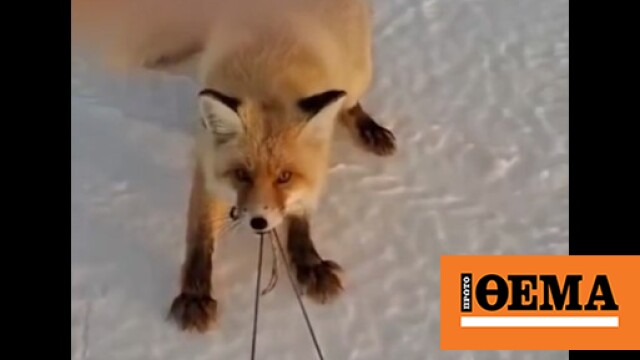 Αλεπού προσπαθεί να κλέψει έλκηθρο με ψάρια και γίνεται viral για την αποφασιστικότητά της, δείτε βίντεο