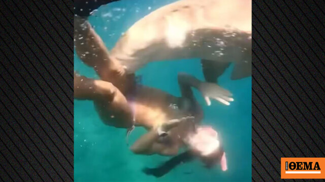 «Ήξερα ότι με είχε δαγκώσει», δείτε βίντεο