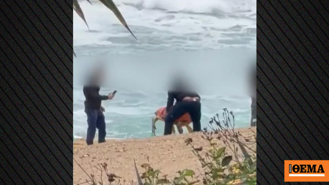 Αντιδράσεις για βίντεο με υπαλλήλους να κακομεταχειρίζονται θαλάσσια χελώνα στην Κύπρο, έγινε καταγγελία στην αστυνομία