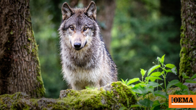 Νέα επίθεση λύκου σε πρόβατα στην Αιτωλοακαρνανία, σε απόγνωση οι κτηνοτρόφοι