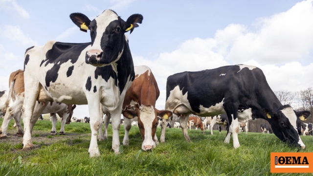 Η τρίτη ζωονόσος που περνάει τα σύνορα μέσα σε 3 χρόνια, ακατάλληλα μετά τη νόσηση, κρέας και γάλα