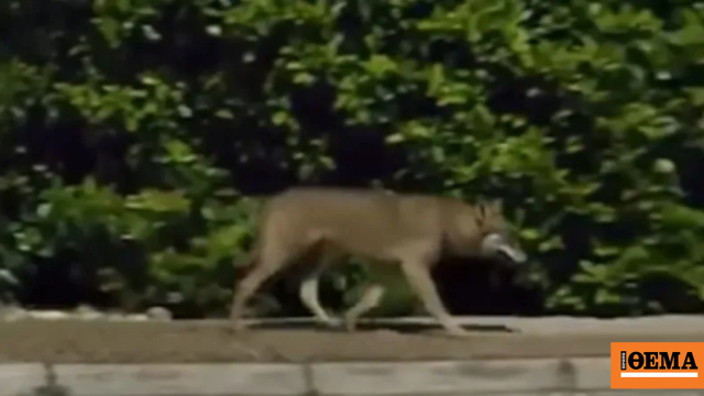 Λύκος κινείται ανενόχλητος δίπλα σε σπίτια στους Θρακομακεδόνες, δείτε βίντεο